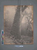 阿里山神木枝下藏品圖，第2張